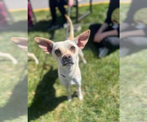 Chihuahua-Unknown Mix Dogs for adoption in Kansas City, MO, USA