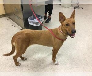 Mutt Dogs for adoption in Riverside, CA, USA