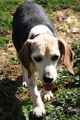 Beagle Dogs for adoption in Zionsville, IN, USA