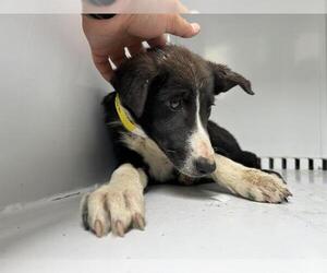 Border Collie-Unknown Mix Dogs for adoption in Visalia, CA, USA