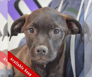 American Staffordshire Terrier-Unknown Mix Dogs for adoption in Huntley, IL, USA