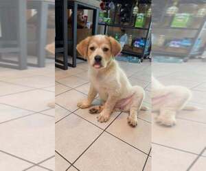 Retriever -Unknown Mix Dogs for adoption in pomfret, CT, USA