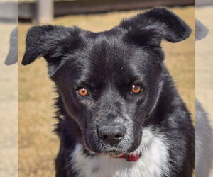 Border Collie-Unknown Mix Dogs for adoption in Huntley, IL, USA