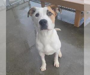 Mastiff Dogs for adoption in Bakersfield, CA, USA