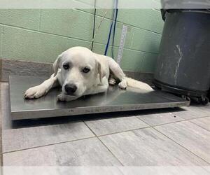 Labrador Retriever-Unknown Mix Dogs for adoption in Grand Prairie, TX, USA