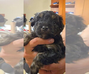 Malchi Dogs for adoption in Pacifica, CA, USA