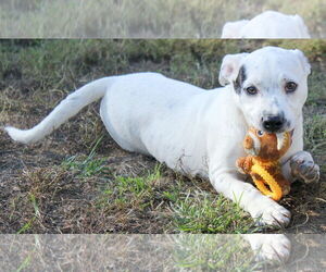 American Pit Bull Terrier-Unknown Mix Dogs for adoption in Silver Spring, MD, USA