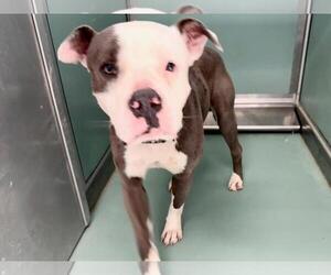 American Pit Bull Terrier-Unknown Mix Dogs for adoption in Moreno Valley, CA, USA