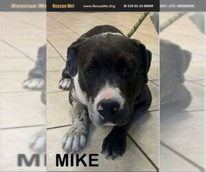Catahoula Leopard Dog-Labrador Retriever Mix Dogs for adoption in Benton, PA, USA