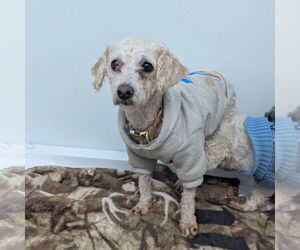 Poodle (Miniature)-Unknown Mix Dogs for adoption in Chico, CA, USA