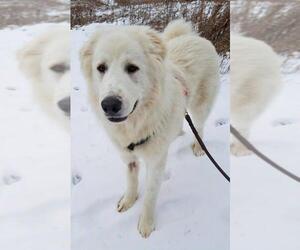 Great Pyrenees Dogs for adoption in Park Falls, WI, USA