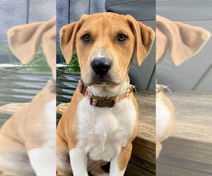 American Pit Bull Terrier-Unknown Mix Dogs for adoption in Bellingham, WA, USA