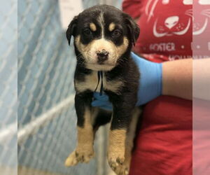 German Shepherd Dog-Unknown Mix Dogs for adoption in Bristol, CT, USA