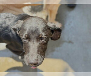 Labrador Retriever-Unknown Mix Dogs for adoption in Tulsa, OK, USA