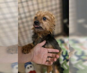 Mutt Dogs for adoption in Osgood, IN, USA