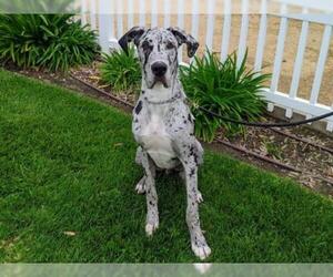 Great Dane Dogs for adoption in San Clemente, CA, USA