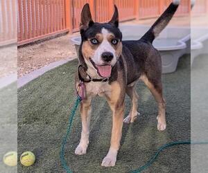 Siberian Husky-Unknown Mix Dogs for adoption in Las Vegas, NV, USA