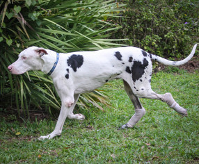 Medium Photo #1 Great Dane Puppy For Sale in West Palm Beach, FL, USA