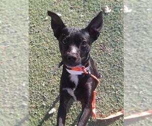 Chihuahua Dogs for adoption in Woodland, CA, USA