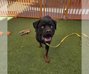 Rottweiler-Unknown Mix Dogs for adoption in Las Vegas, NV, USA