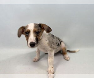 Australian Shepherd-Unknown Mix Dogs for adoption in Fort Collins, CO, USA