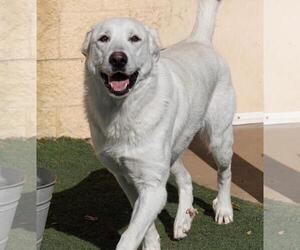 Labrenees Dogs for adoption in Rockwall, TX, USA