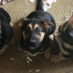 German Shepherd Dog Dogs for adoption in Pleasant Hill, CA, USA