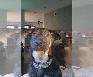 German Shepherd Dog Dogs for adoption in Santa Maria, CA, USA