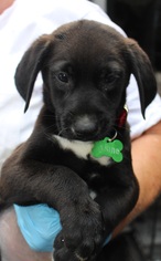 Borador Dogs for adoption in Royal Palm Beach, FL, USA