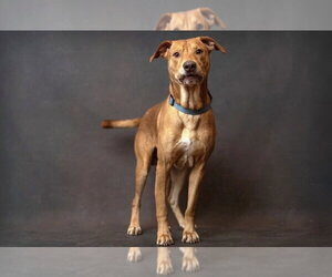 Mountain Cur-Unknown Mix Dogs for adoption in Boston, MA, USA