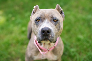 Staffordshire Bull Terrier Dogs for adoption in Armonk, NY, USA