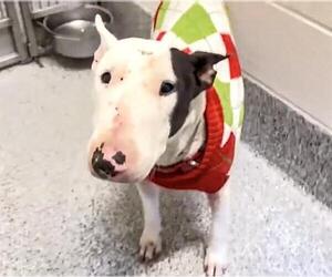 Bull Terrier Dogs for adoption in Houston, TX, USA
