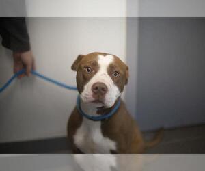 American Pit Bull Terrier-Unknown Mix Dogs for adoption in Mountain Home, AR, USA