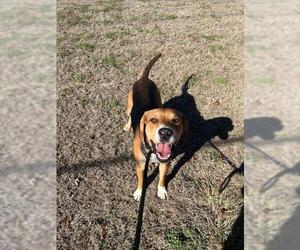 Mutt Dogs for adoption in Newton, NC, USA