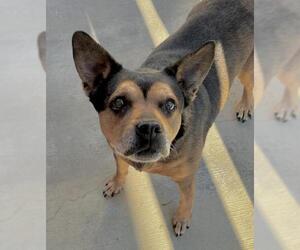 Beagle-Unknown Mix Dogs for adoption in Lancaster, CA, USA