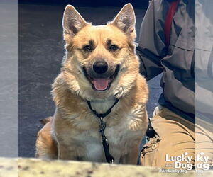 Mutt Dogs for adoption in Washington, DC, USA