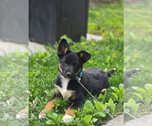 German Shepherd Dog-Huskies Mix Dogs for adoption in Brewster, NY, USA