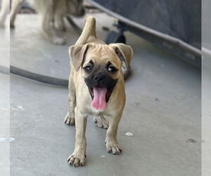 Pug-Unknown Mix Dogs for adoption in Phoenix, AZ, USA