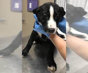 Labrador Retriever-Unknown Mix Dogs for adoption in Conroe, TX, USA