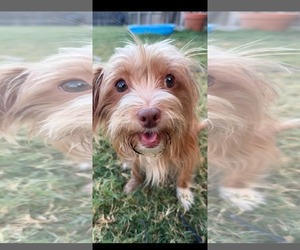 Chihuahua-Unknown Mix Dogs for adoption in Dallas, TX, USA