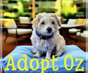 Mutt Dogs for adoption in Menifee, CA, USA