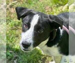 Border Collie-Unknown Mix Dogs for adoption in Yardley, PA, USA