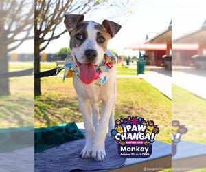 Mutt Dogs for adoption in San Antonio, TX, USA