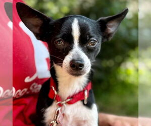 Chihuahua-Unknown Mix Dogs for adoption in Canton, CT, USA