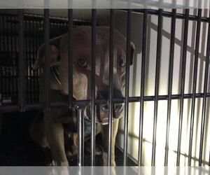 American Pit Bull Terrier Dogs for adoption in Pasadena, CA, USA