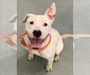 American Pit Bull Terrier Dogs for adoption in Fayetteville, NC, USA
