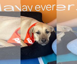 Labrador Retriever-Unknown Mix Dogs for adoption in Chandler, AZ, USA