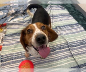 Beagle Dogs for adoption in Fort Wayne, IN, USA