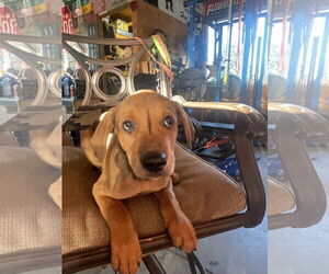 Labrottie Dogs for adoption in Kannapolis, NC, USA