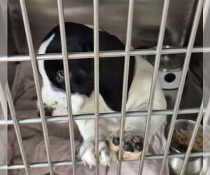 Basset Hound-Great Pyrenees Mix Dogs for adoption in Decatur, IL, USA